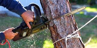 How Our Tree Care Process Works  in  Norfolk, VA