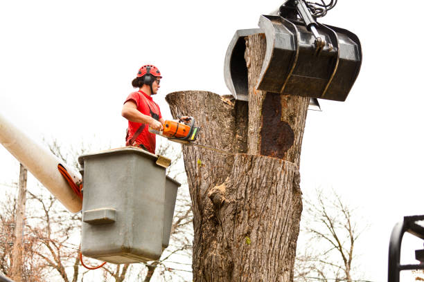 Best Tree Disease Treatment  in Norfolk, VA